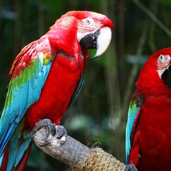 Macaw As A Pet Bird